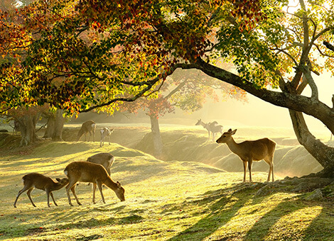 Nara Park