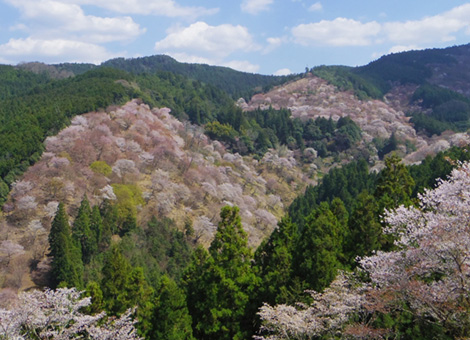 Yoshino Cherry Tree