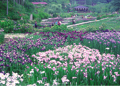 花の郷 滝⾕花しょうぶ園